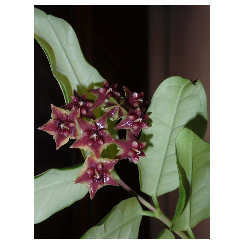 Hoya sp. SR-2017-012 Frog Foot. Фото: hoyapassion.com