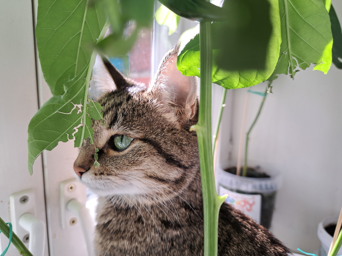 Часть кошек из адской квартиры уже на передержке.  Фото: ФедералПресс / Вера Романескул