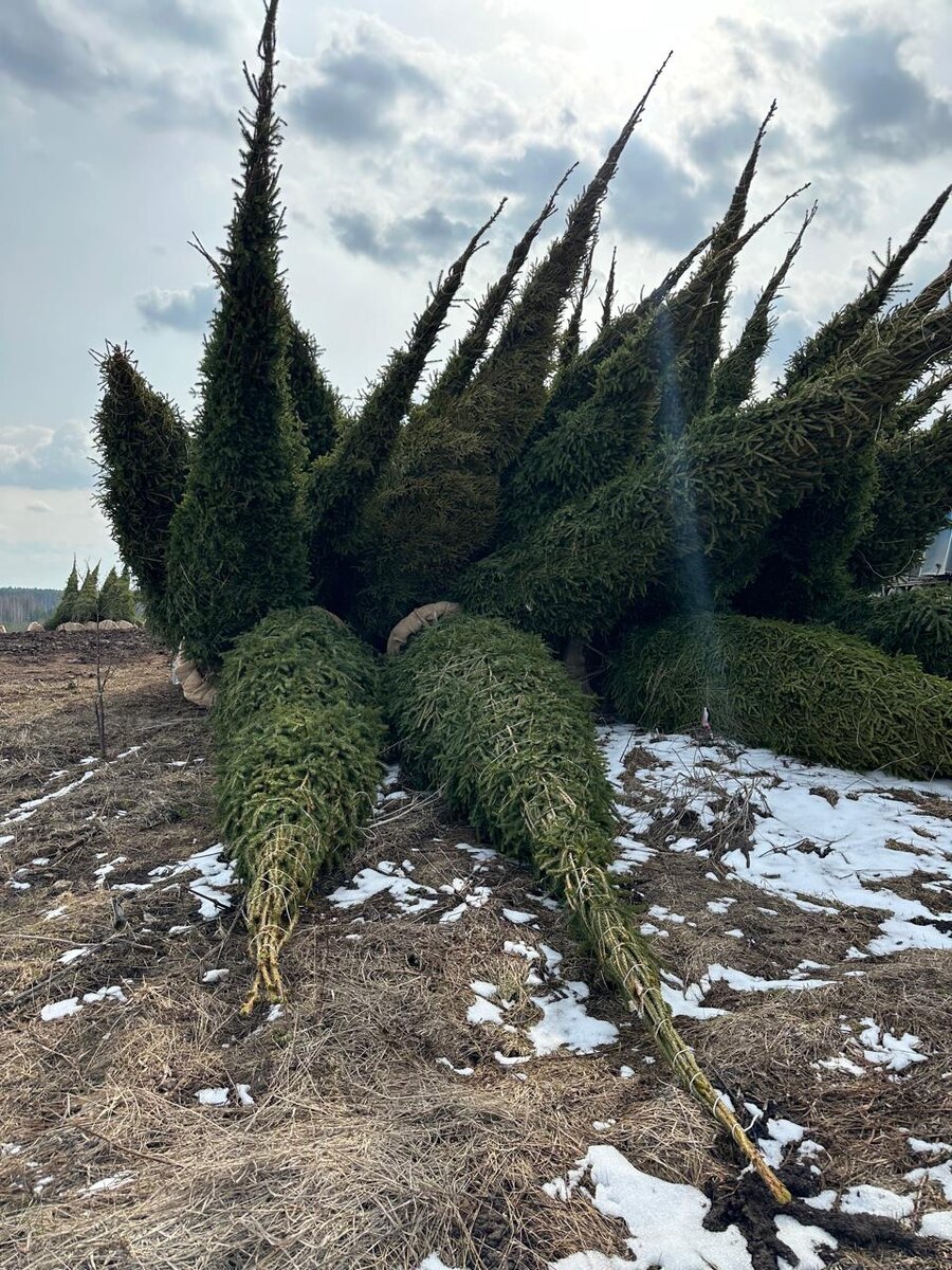 Крупномеры Ель обыкновенная от 4 метров, ком 120