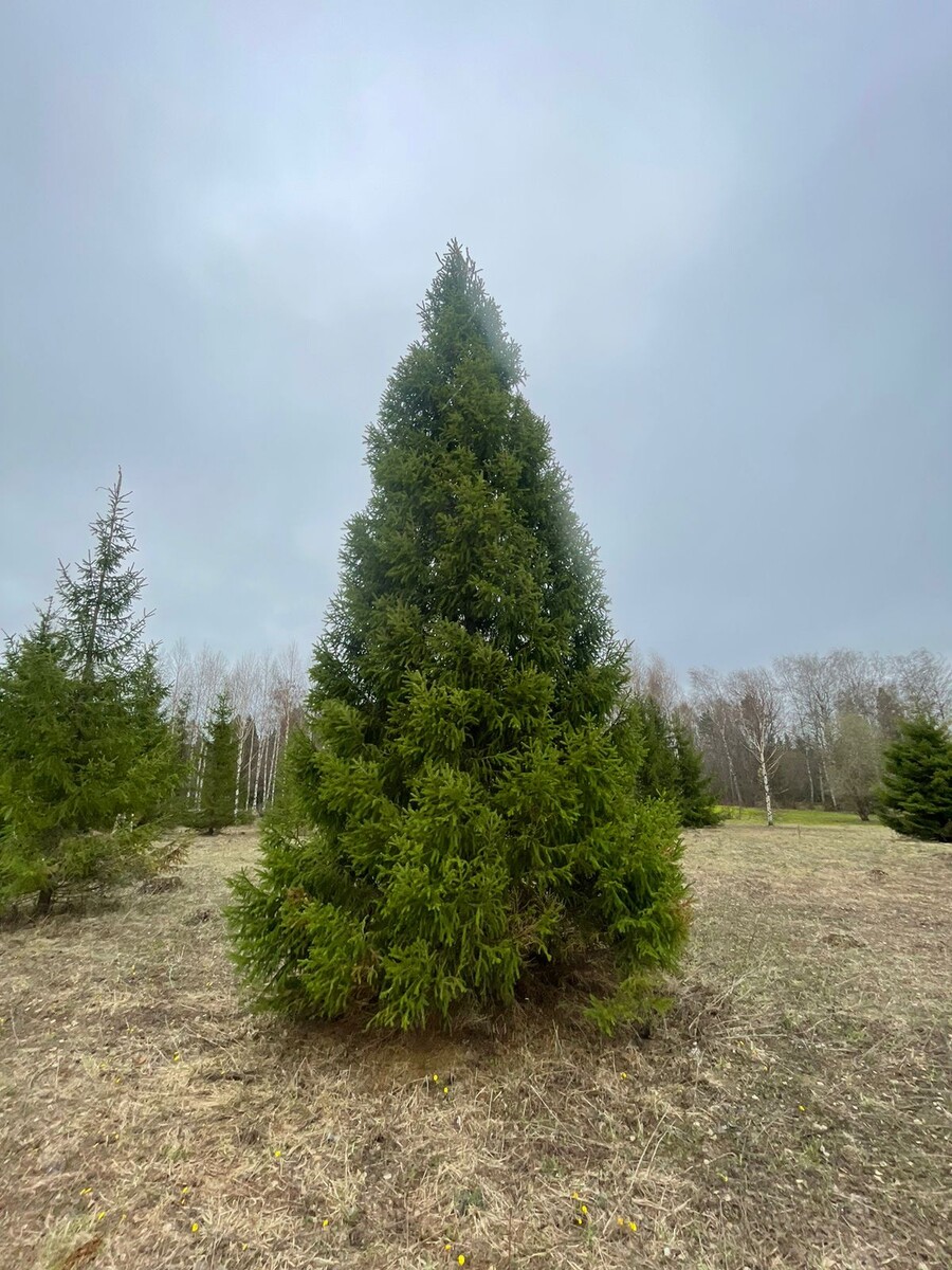 Ель обыкновенная крупномеры