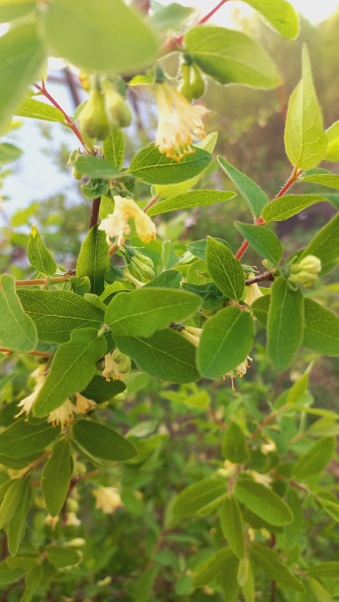 цветущая жимолость