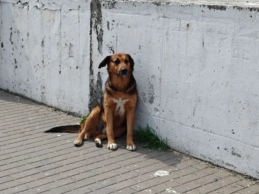    Фото: Юрий Серебренников/BFM Кубань