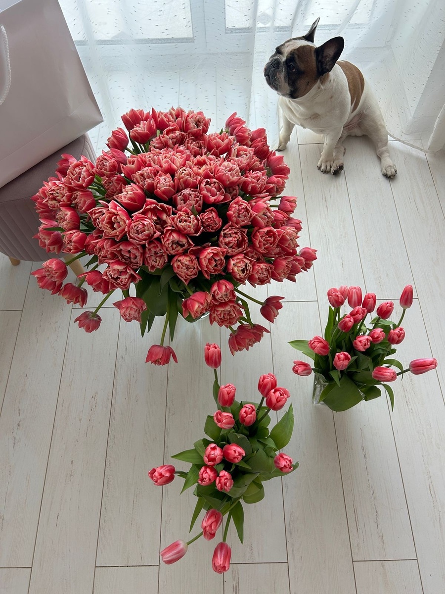 Арчи джентльмен