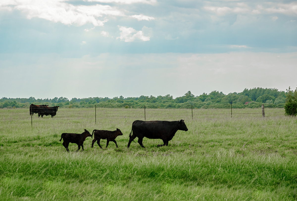 Первые месяцы жизни телята неустанно следуют за мамой