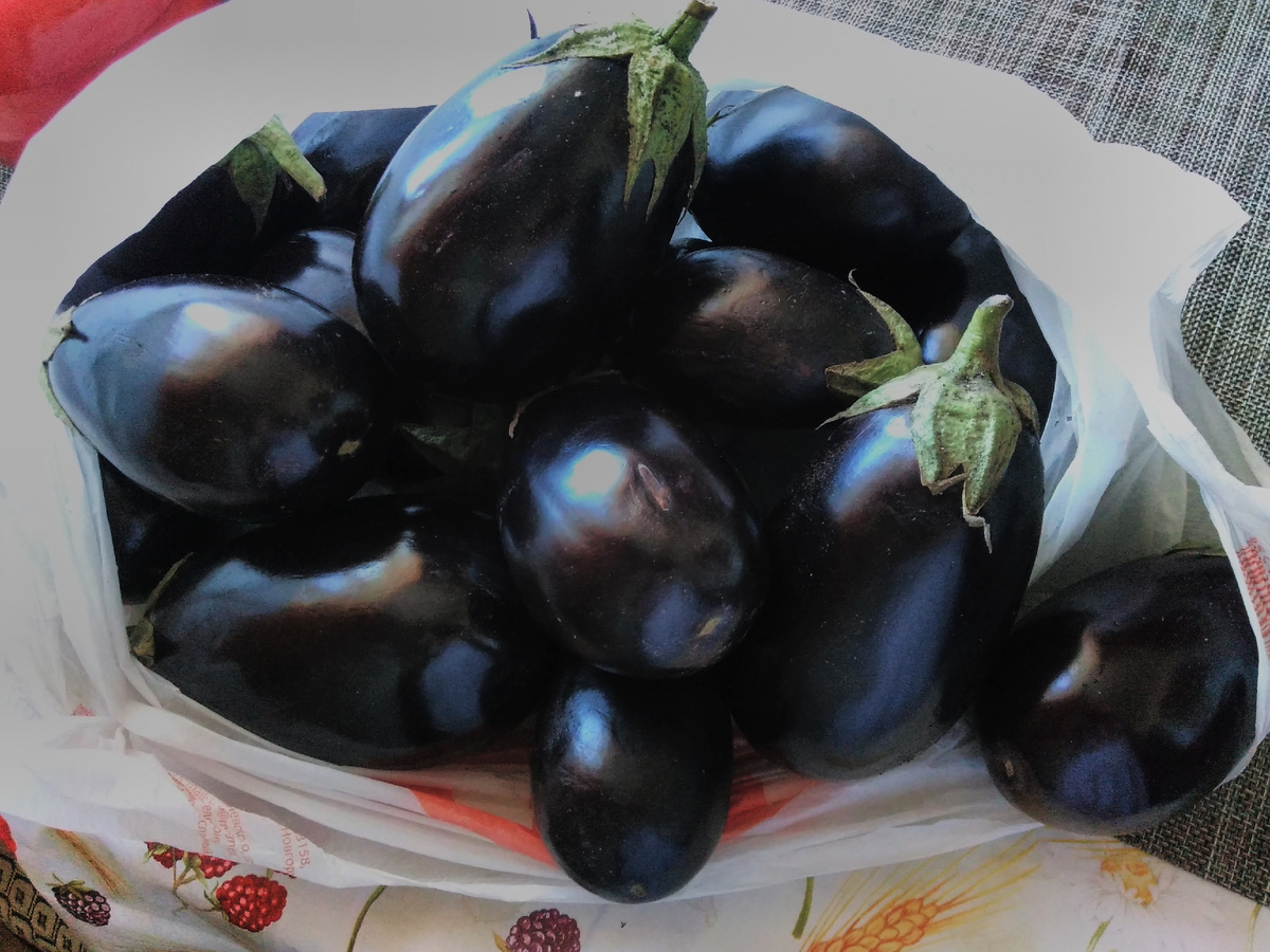 мои баклажаны фото автора