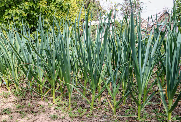 Чеснок всегда будет зеленым, без желтых кончиков.