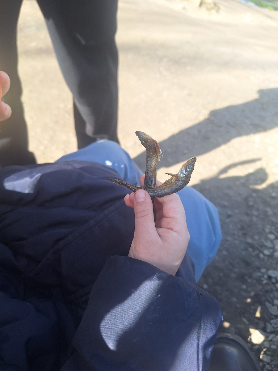 Рыбки - игрушки