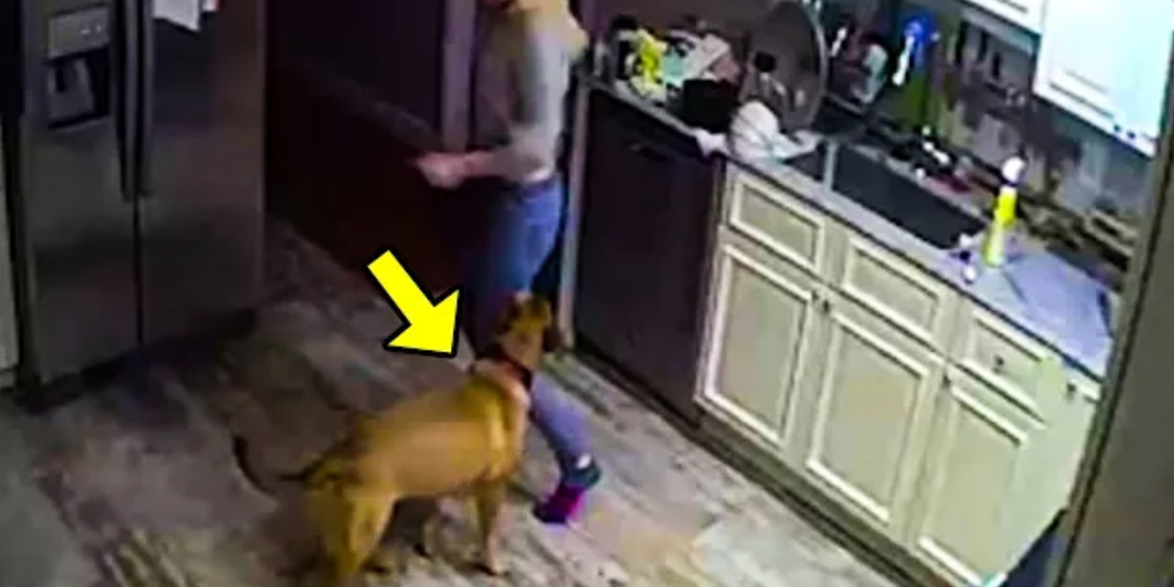 Он установил камеру, чтобы следить за своей собакой и подругой, пока его не будет дома. То, что он увидел, разбило ему сердце