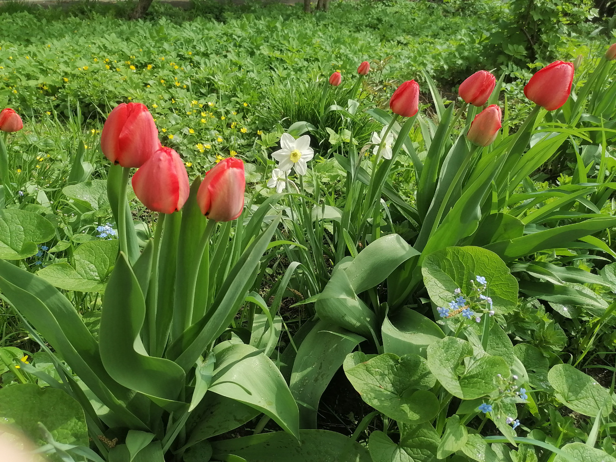 Тюльпаны у нашего подъезда😉