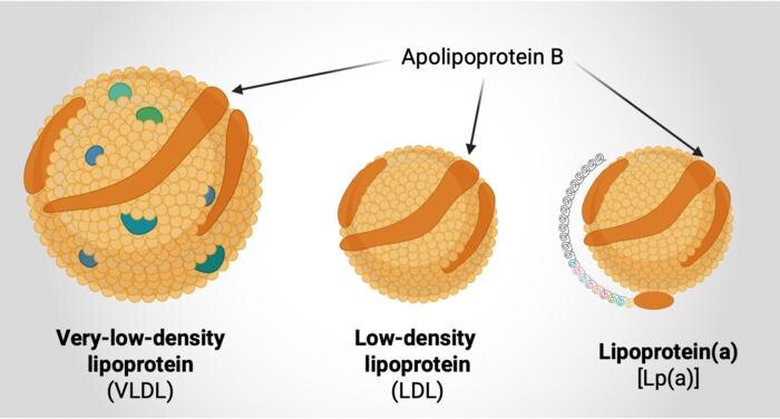Так выглядят «преступники»: липопротеины с apoB, которые засоряют сосуды. Источник: Chalmers University of Technology | Jakub Morze
