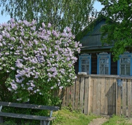 Возле каждого дома росла сирень, и лавочка, для общения с соседями! Фото Яндекса. 