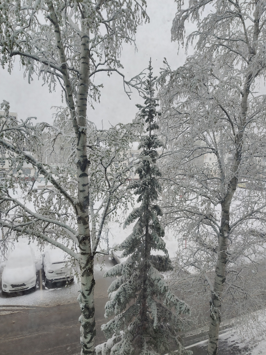 Белые берёзы под нашим окном