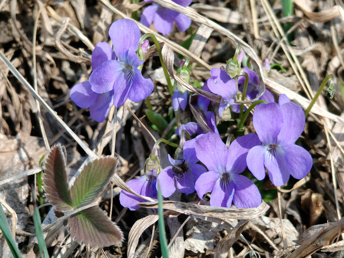 Фиалочки лесные