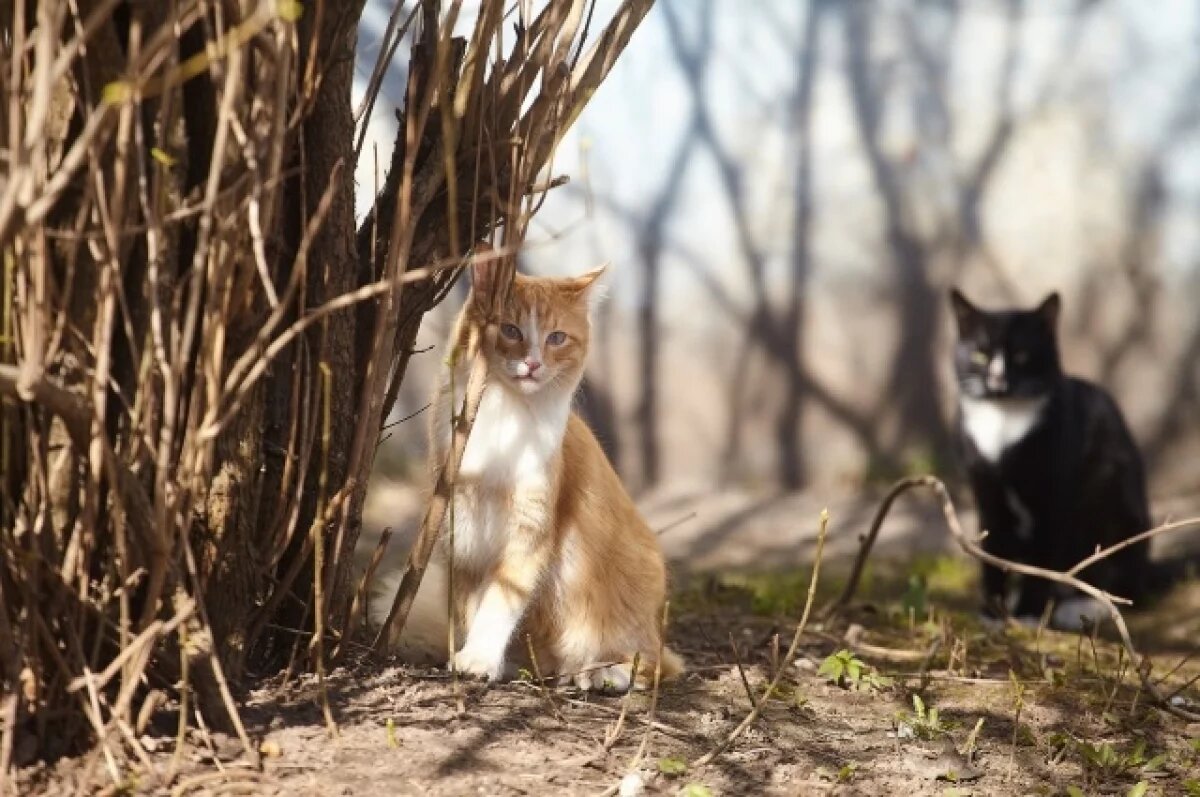    16 градусов тепла ожидается в Псковской области 28 апреля