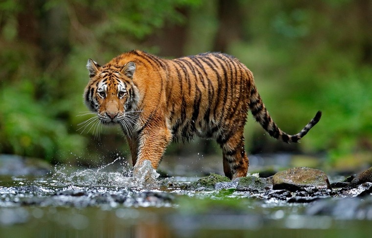    Shutterstock/FOTODOM