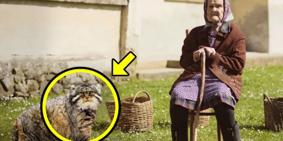 Она думала, что вырастила обычного котенка. Спустя два года она узнала ужасающую правду