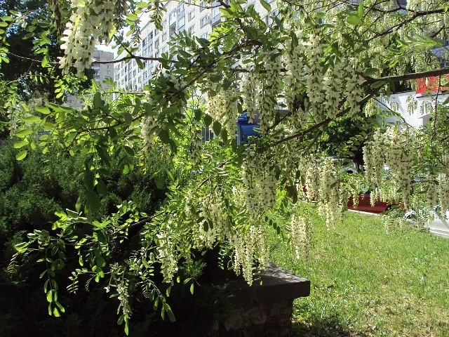 На улицах  Ставрополя