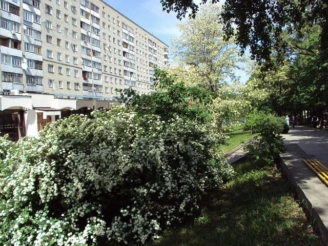 Спирея и белая акция на улицах Ставрополя