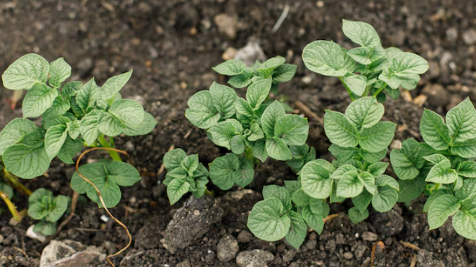 Результат правильной посадки картофеля (всхожесть 85%)