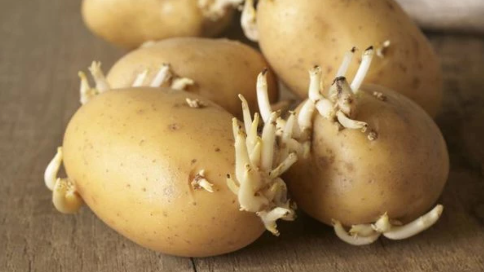 Длинные белые ростки часто обламываются или засыхают. 