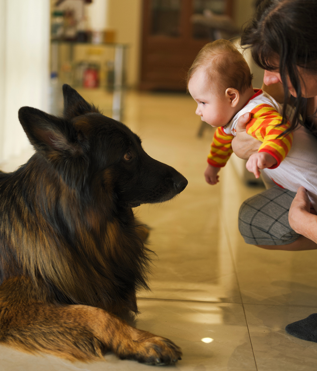Немецкая овчарка и человеческий детёныш