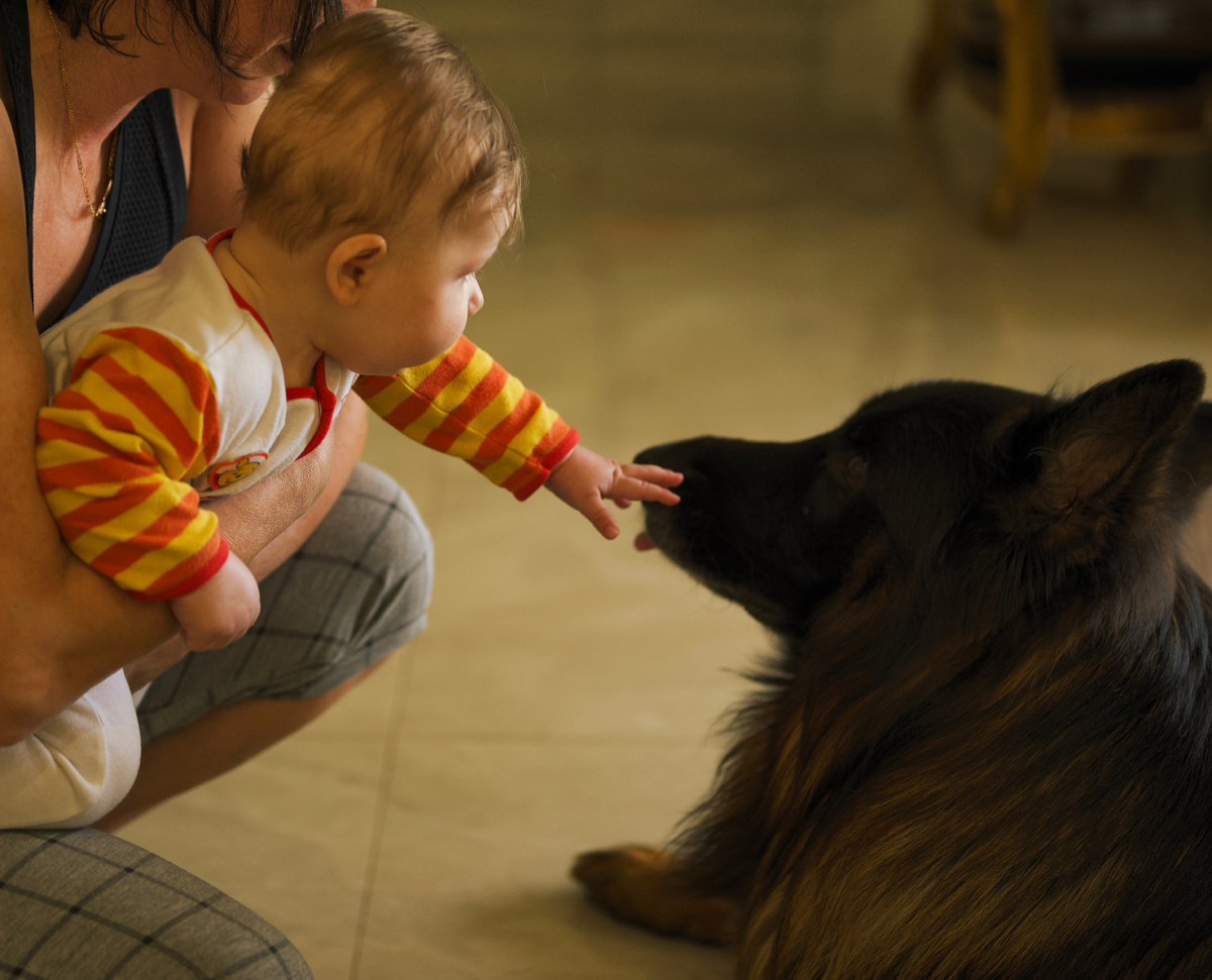 Ребёнок 5 месяцев и немецкая овчарка 