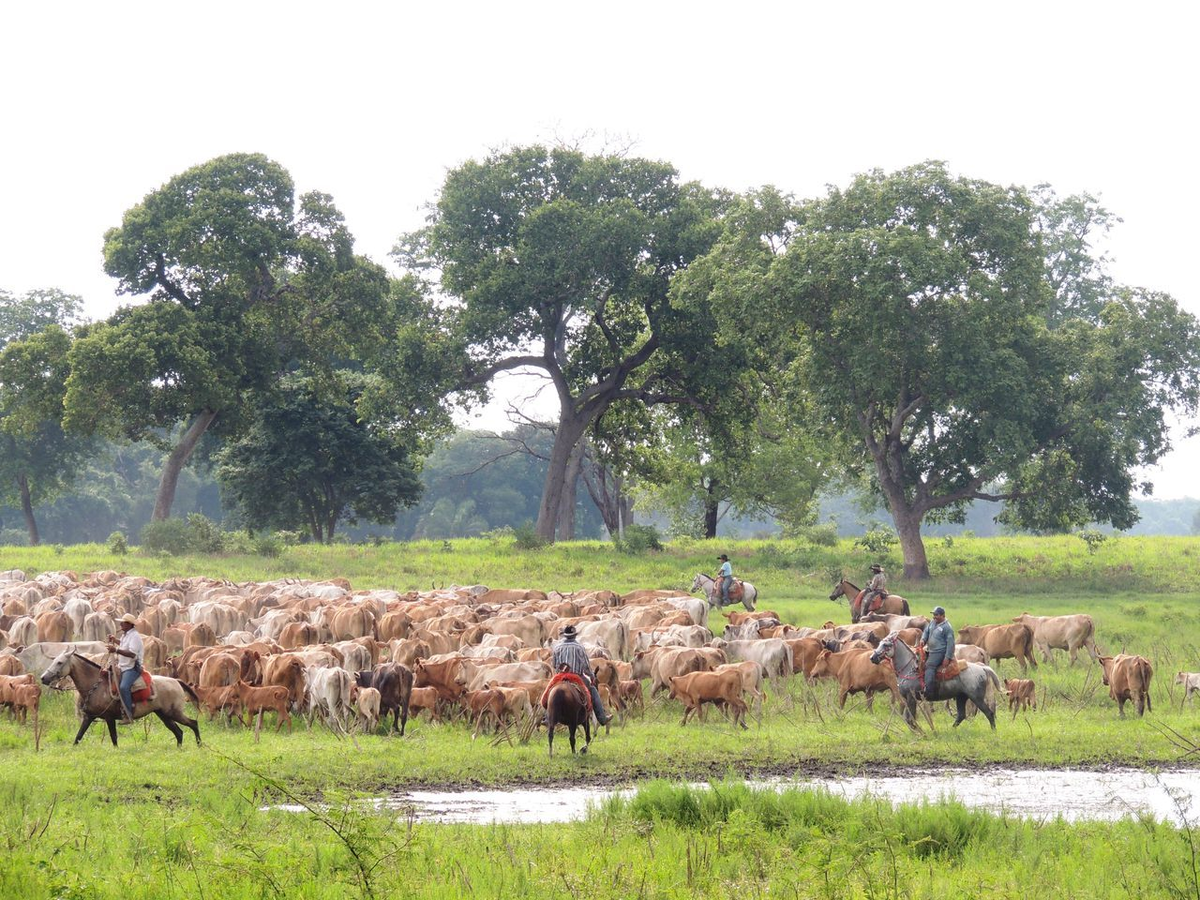 Изображение: MARCUS VINICIUS MORAIS DE OLIVEIRA