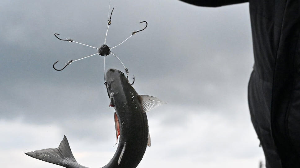 Фото: Анатолий Жданов / Коммерсантъ