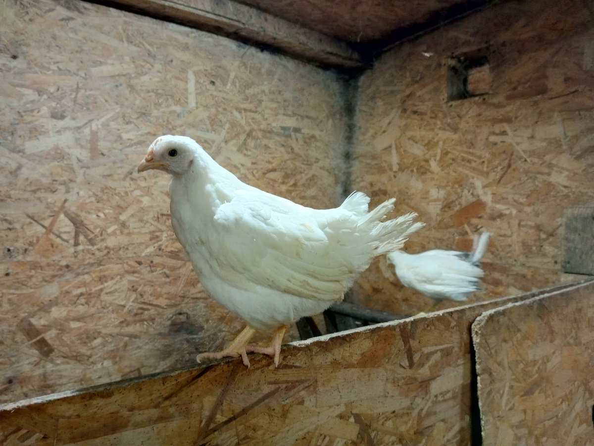 Цыплята встречают