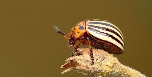 Методы борьбы с колорадским жуком.