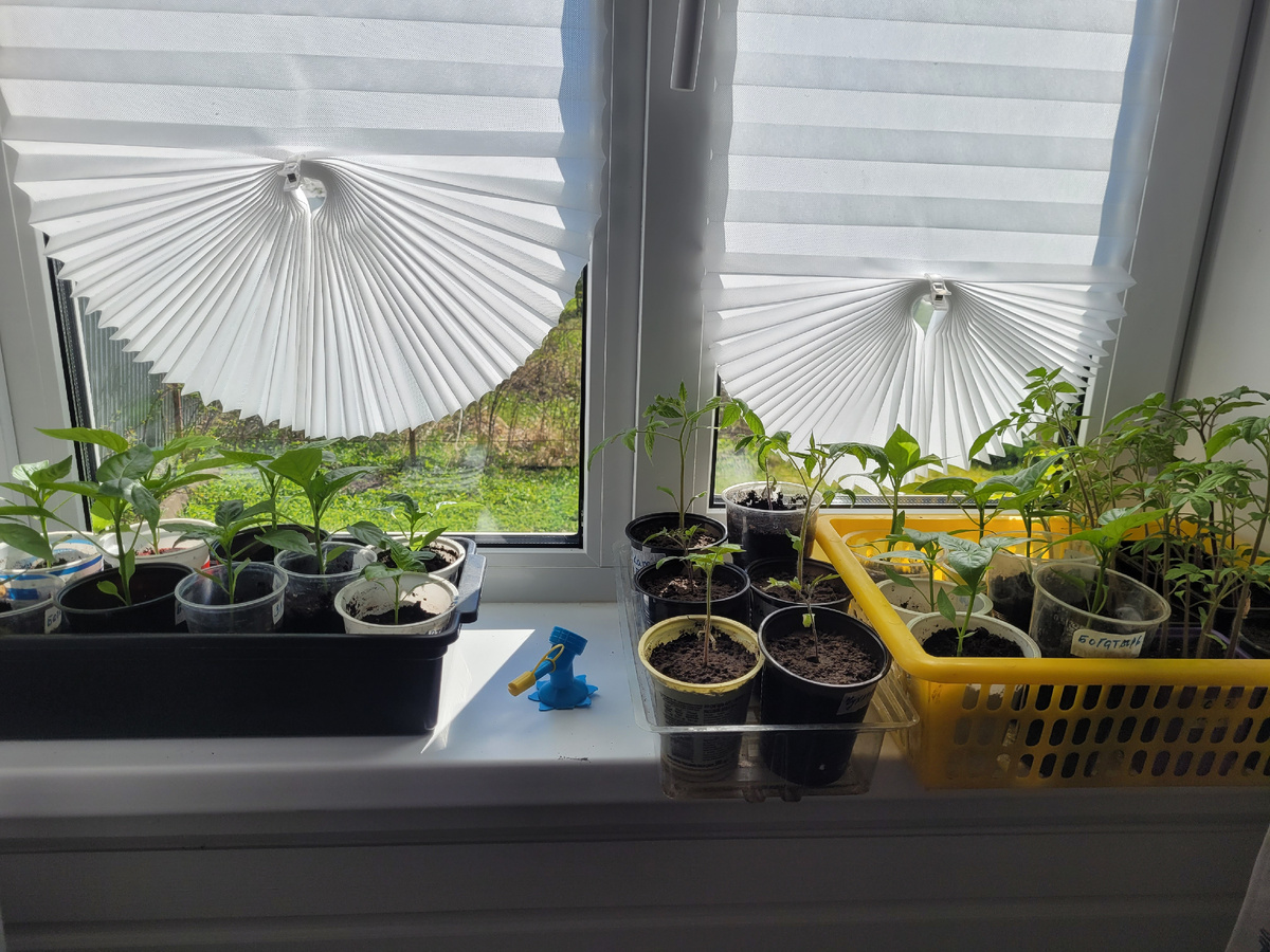 Моя рассада уже три ночи дома.