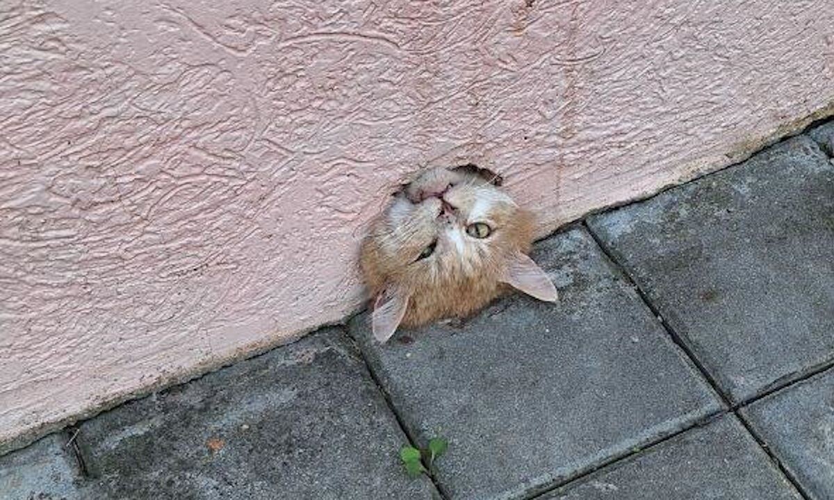    Фото t.me/alekseioderov