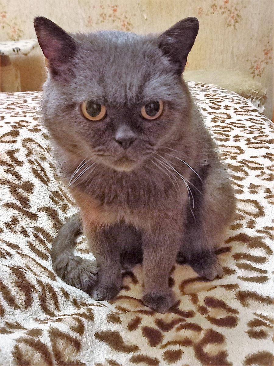 за фото Санты благодарю Марину АБРОЧНОВУ)