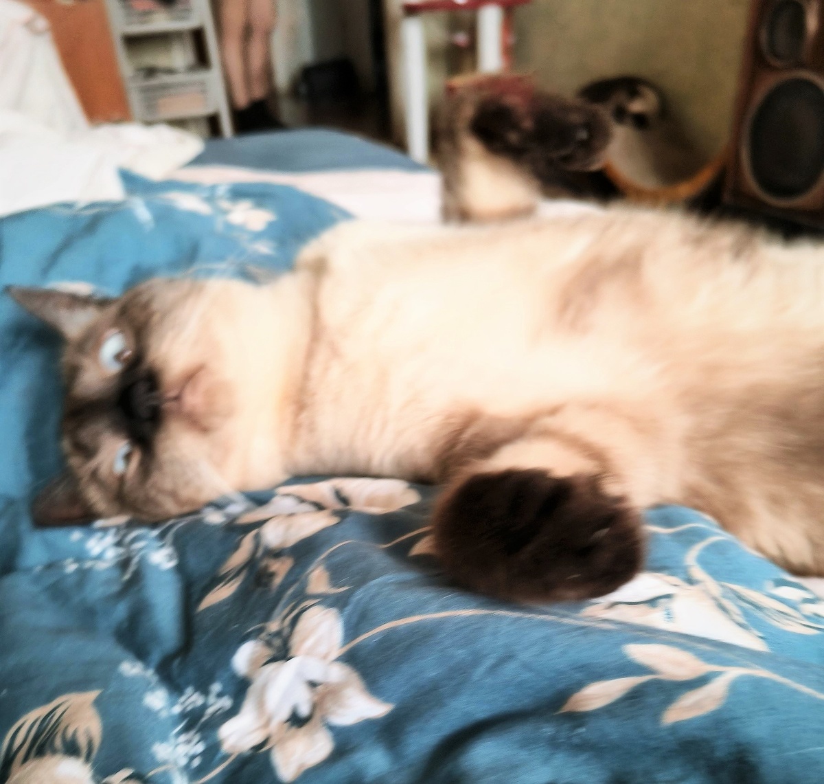 За фото Жоржа благоарю Ксюшу БЕКИРОВУ) 