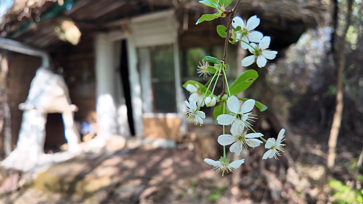 Весна в Домике из камыша