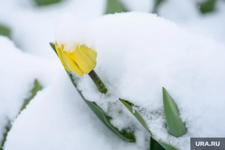 Регион накроет снегом уже в понедельник, 28 апреля
Фото: Илья Московец © URA.RU