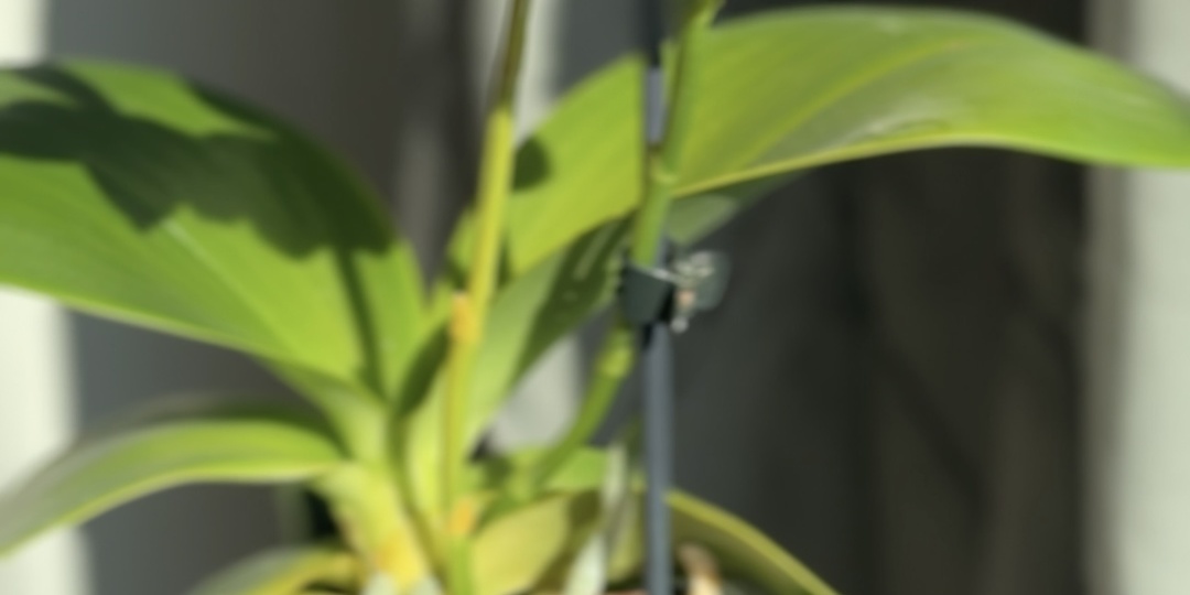 Orchid Phalaenopsis Joy Spring Tina Anaconda.