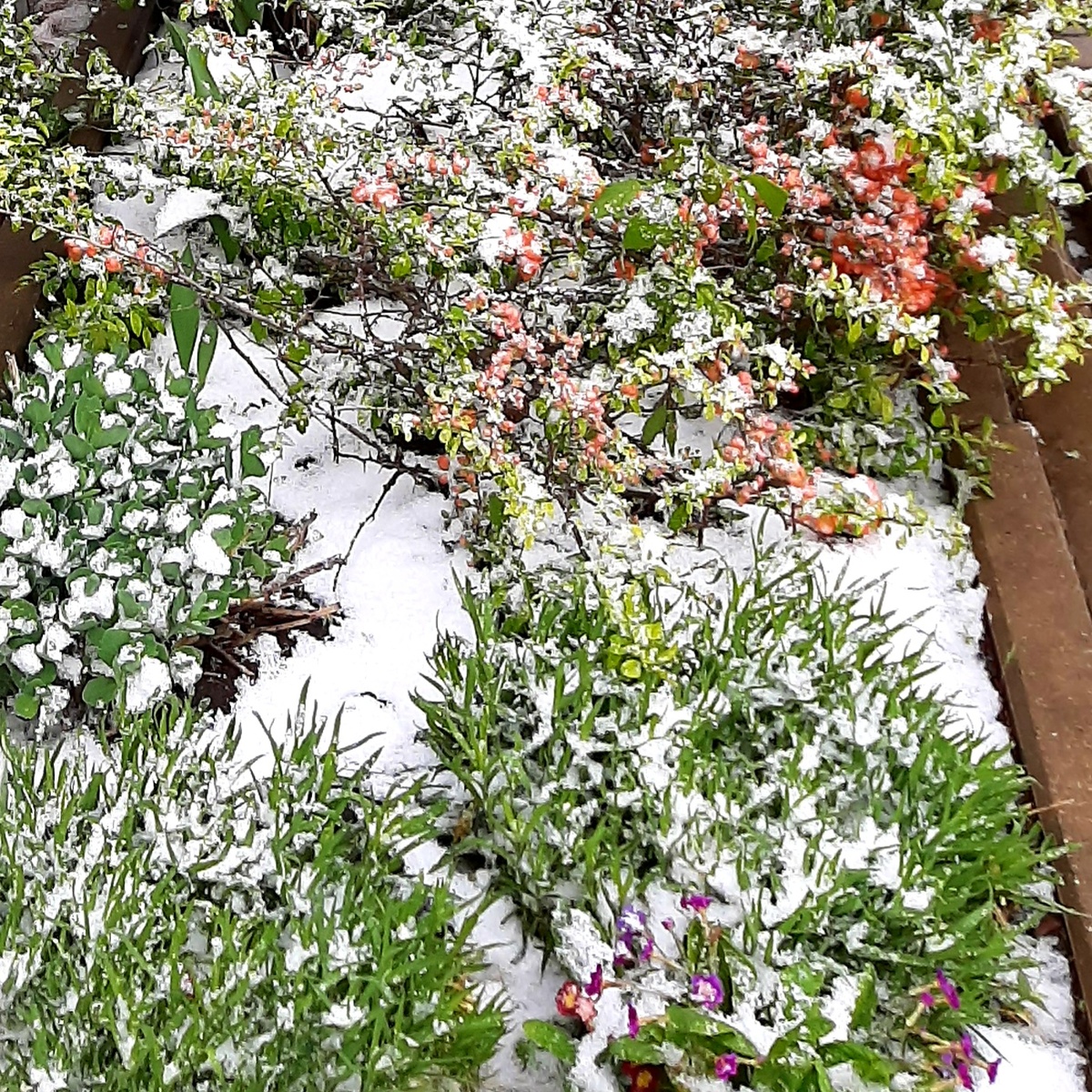 Заснеженная красота 