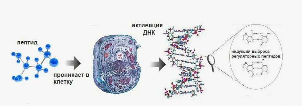 Иллюстрация взята из открытого Интернет-источника