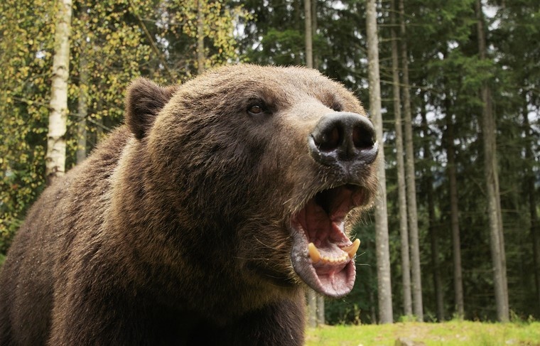    Shutterstock/FOTODOM