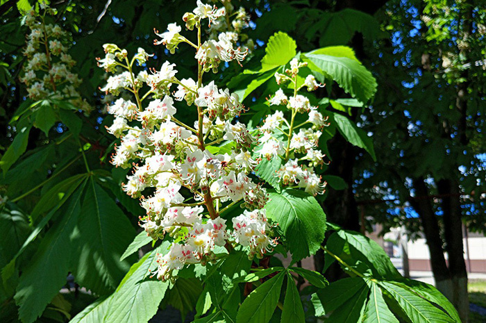 Конский каштан назван так потому, что его несъедобные для людей плоды используются в качестве корма для лошадей. Фото: Виолетта Гавриленко.