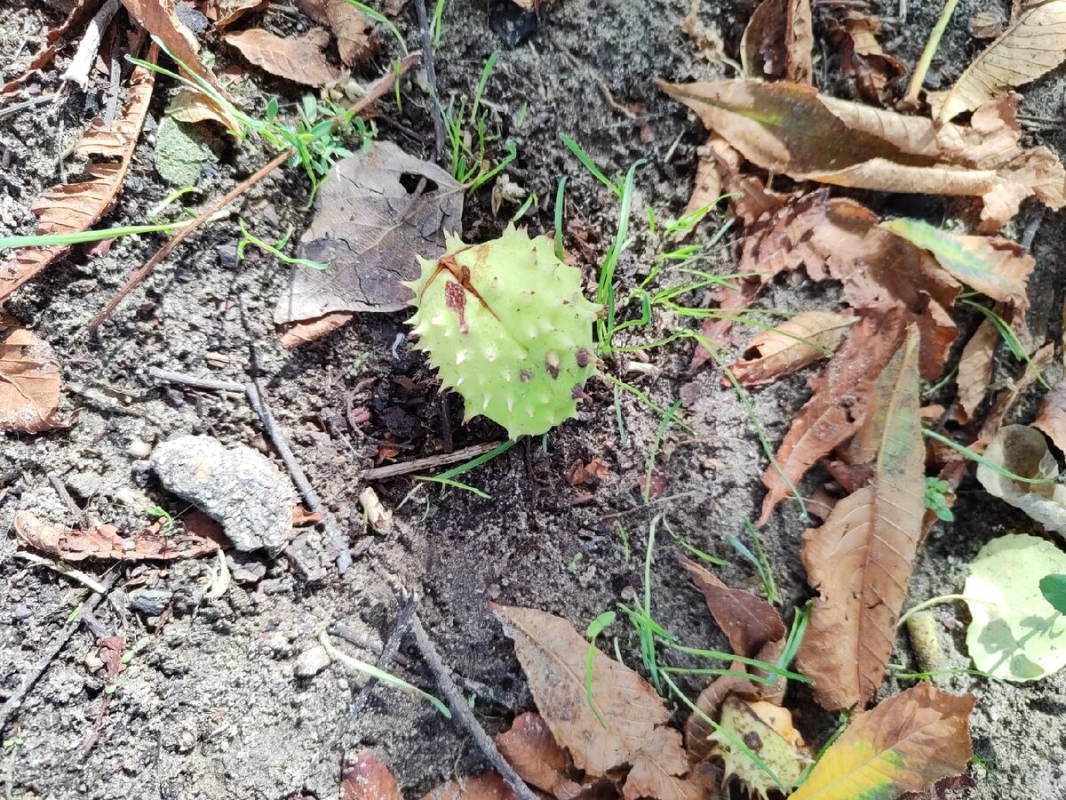 Плоды конского каштана, а также кора и цветы, широко применяются в фармацевтике. Из них делают лекарственные средства, применяемые для лечения сосудов.