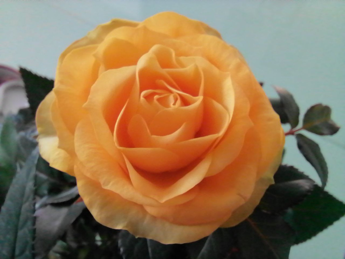 Такими бутоны были в магазине, фото автора