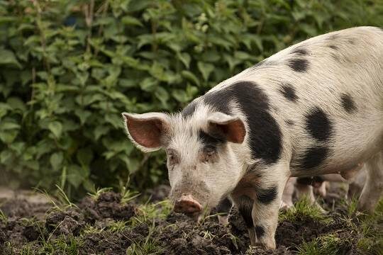    В США научились выращивать человеческие зубы в челюсти свиньи