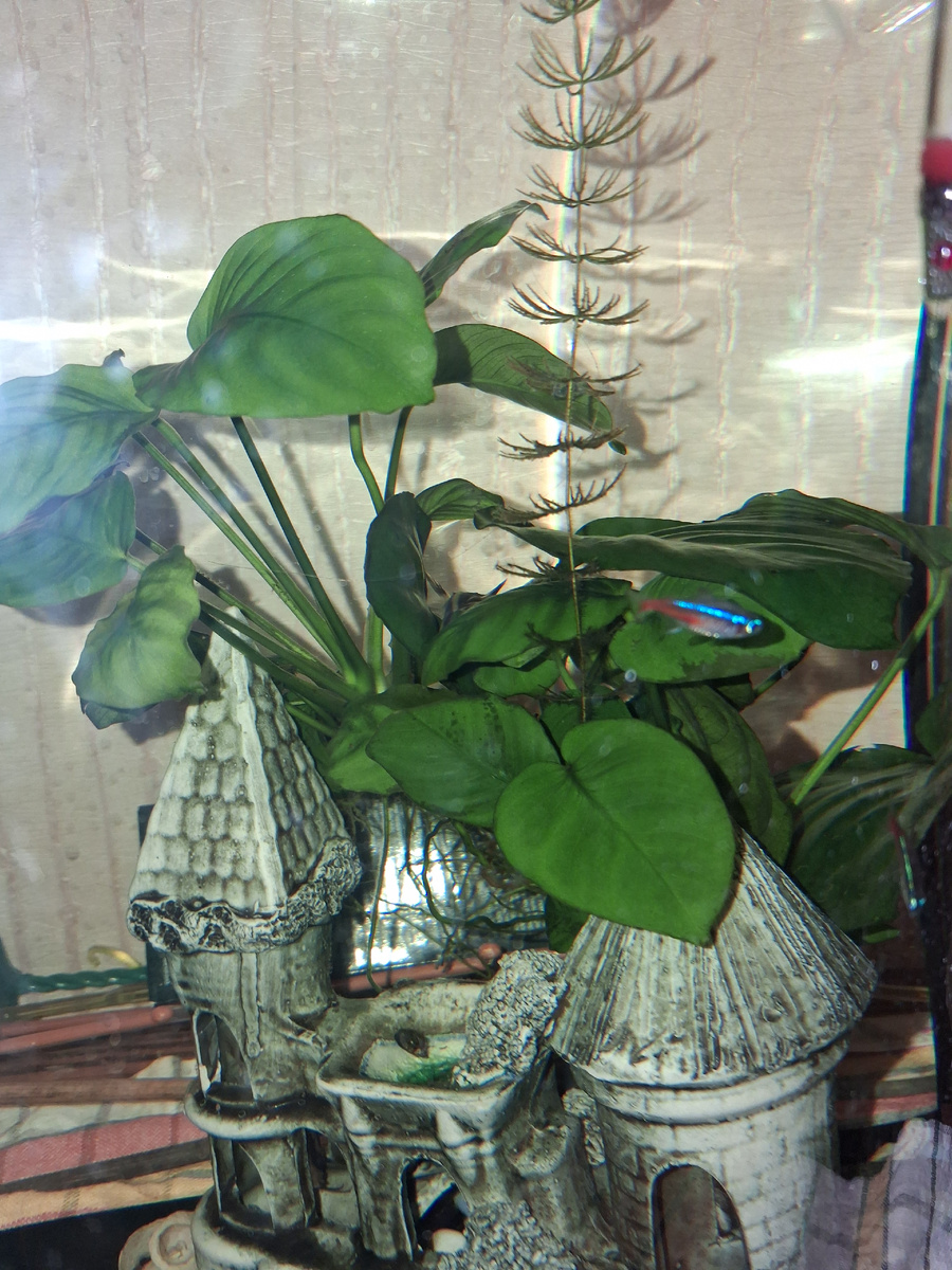 Мой аквариум. Фото автора.