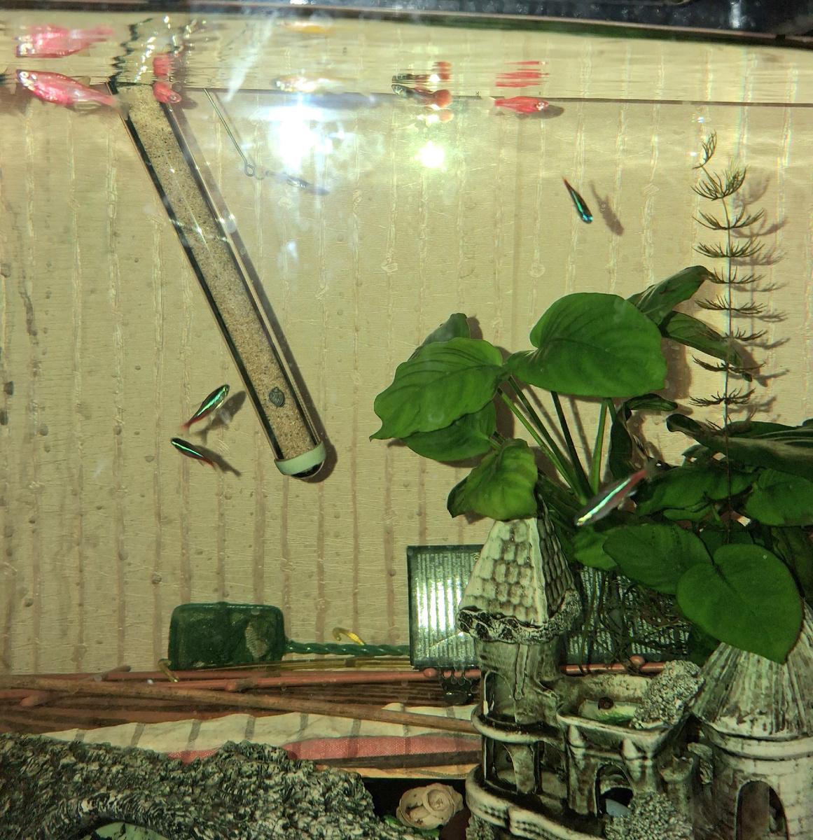 Неоны, данио и гуппи. Фото автора.