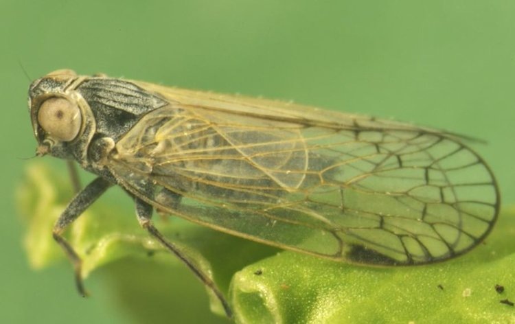    По столбуру и синдрому низкого сахара в сахарной свекле усиливают бдительность Нидерланды