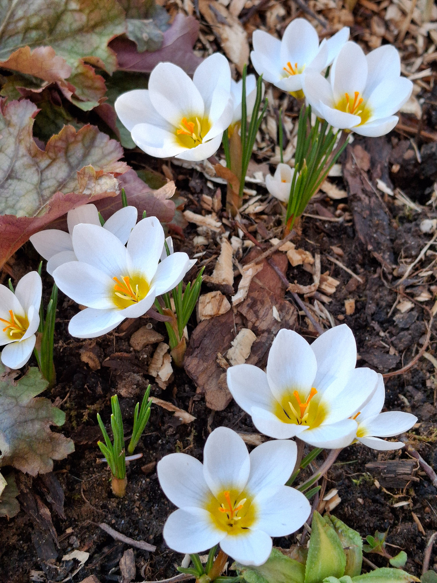 Крокусы