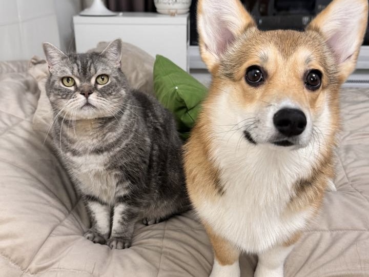 Кошки и их необычные взаимоотношения с другими животными: как кошки воспринимают собак, особенно если они живут вместе
