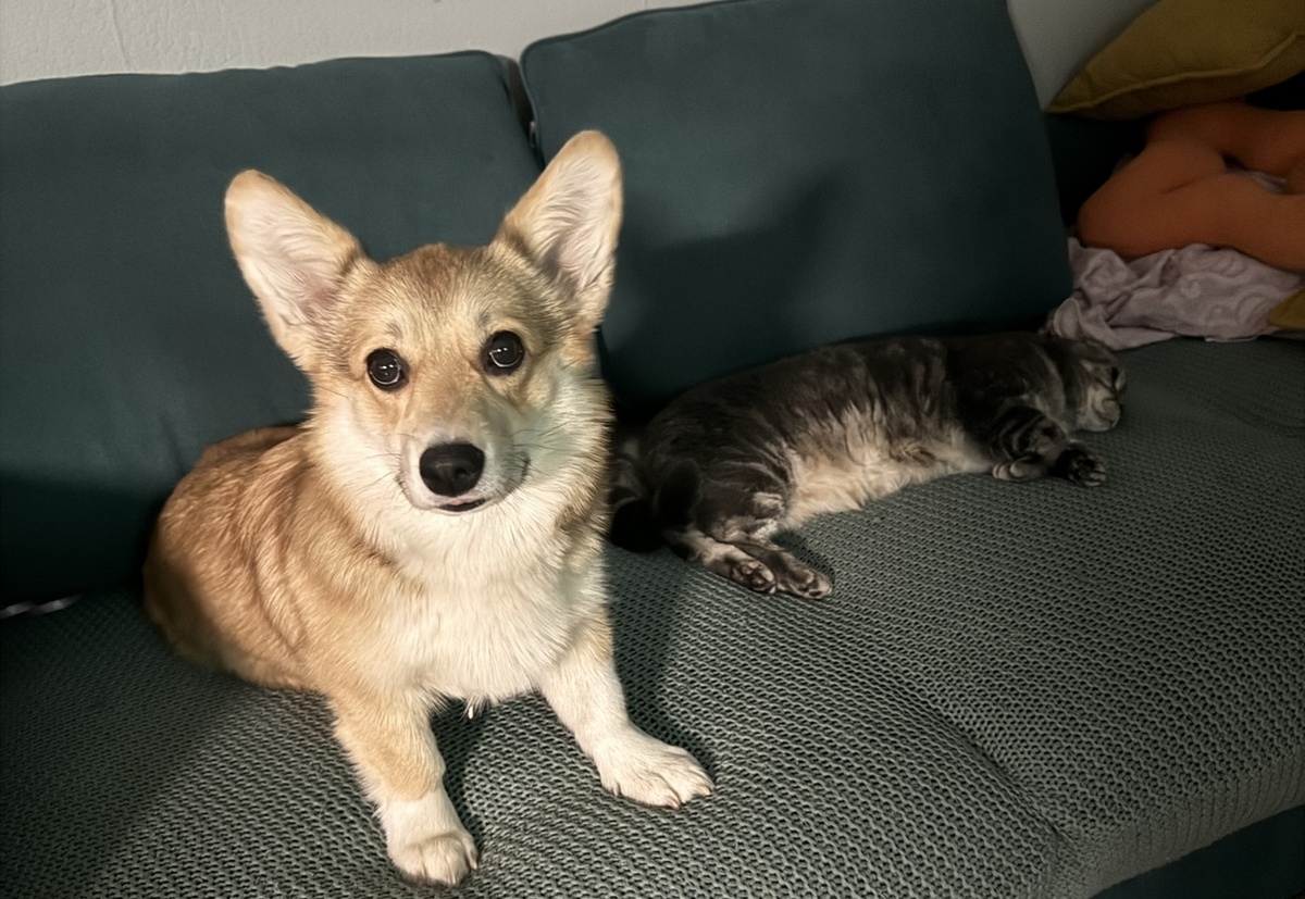 Бэнни и Твикси сместе спят на диване